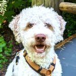 Hundebetreuung Freiburg