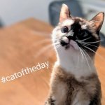 Haustierbetreuung Freiburg