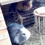 Meerschweinchen-Betreuung Freiburg